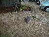 DSCF0040s.JPG (2724 bytes)
